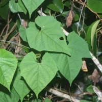 Ipomoea hederifolia L.